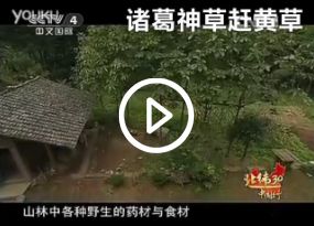 诸葛神草宣传片