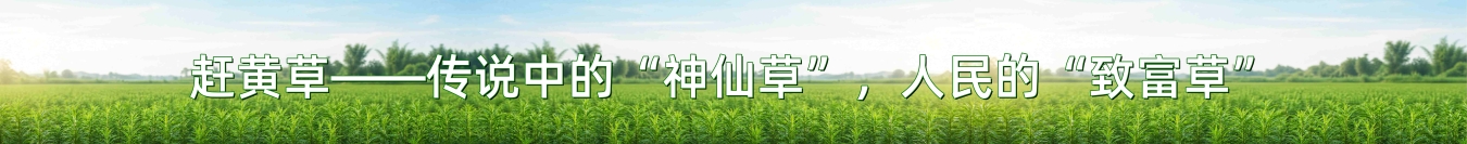 首页滚动下横幅广告